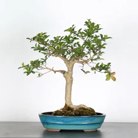 LAGERSTROEMIA 1-13