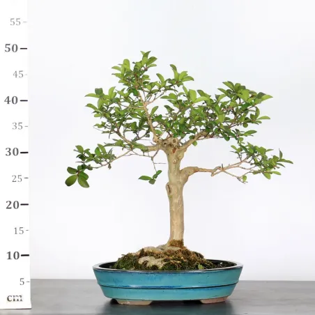 image supplémentaire - LAGERSTROEMIA 1-13