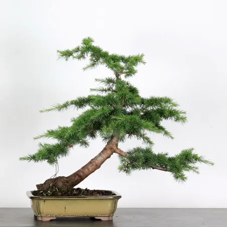 Bonsai Cèdre de l'Atlas