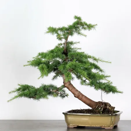 image supplémentaire - Cèdre de l'Atlas "CEDRUS...