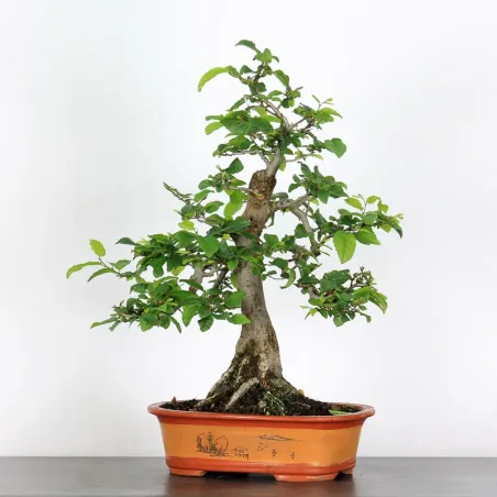 CHARME "Carpinus" 2-14