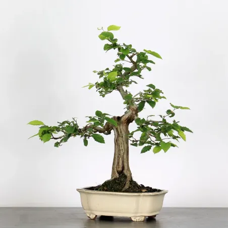 CHARME "Carpinus" 4-11