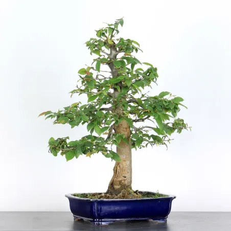 image supplémentaire - CHARME "Carpinus" 5-4