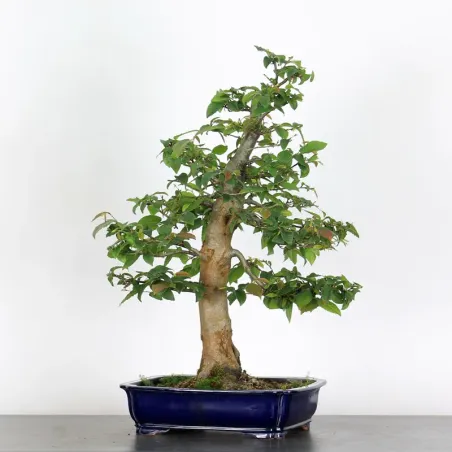 Bonsai Charmes CH-5-4