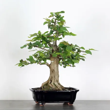 Bonsai Charmes CH-5-2