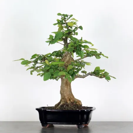 image supplémentaire - CHARME "Carpinus" 5-2