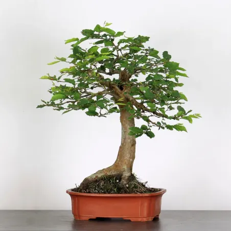 Bonsai Charmes CH-5-1