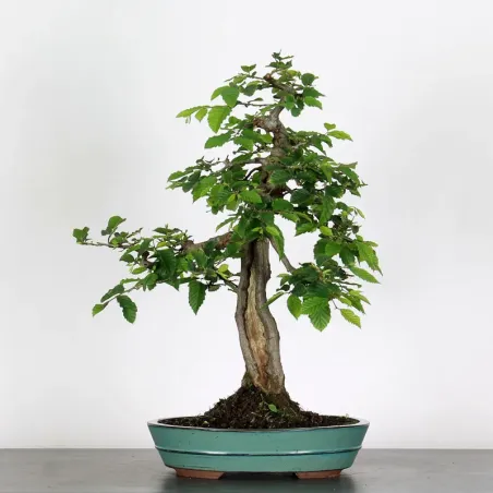 CHARME "Carpinus" 4-14
