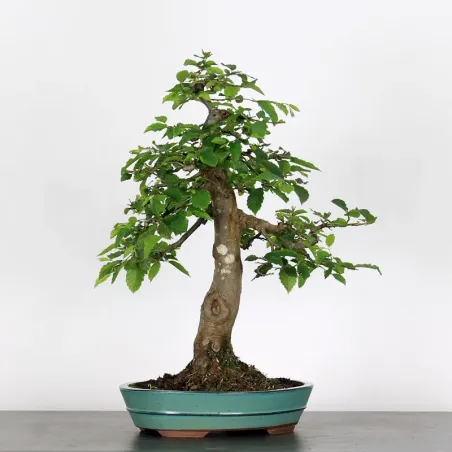 image supplémentaire - CHARME "Carpinus" 4-14