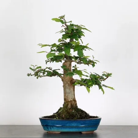 image supplémentaire - CHARME "Carpinus" 4-13