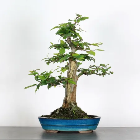 CHARME "Carpinus" 4-13