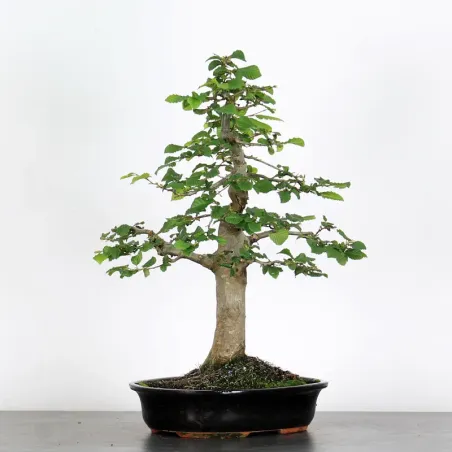 CHARME "Carpinus" 4-10