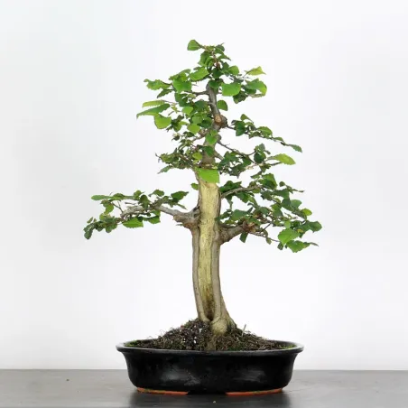 image supplémentaire - CHARME "Carpinus" 4-10