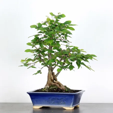 CHARME "Carpinus" 3-10