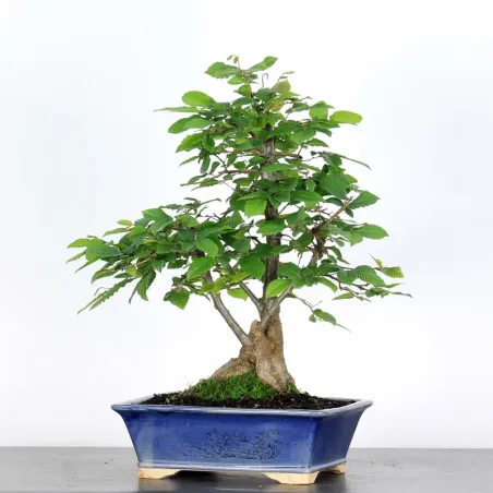 image supplémentaire - CHARME "Carpinus" 3-10