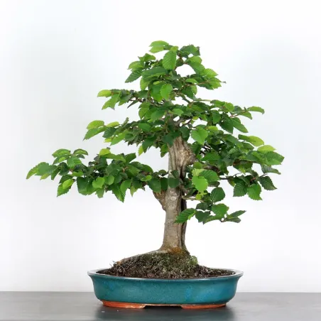 CHARME "Carpinus" 4-15