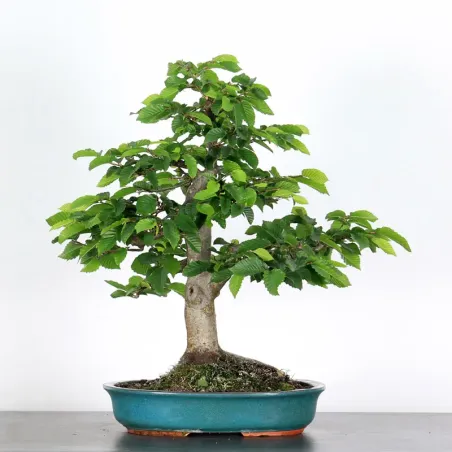 image supplémentaire - CHARME "Carpinus" 4-15