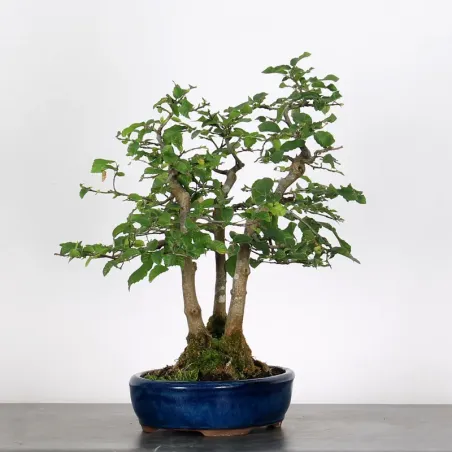 image supplémentaire - CHARME FORET "Carpinus" 1-1