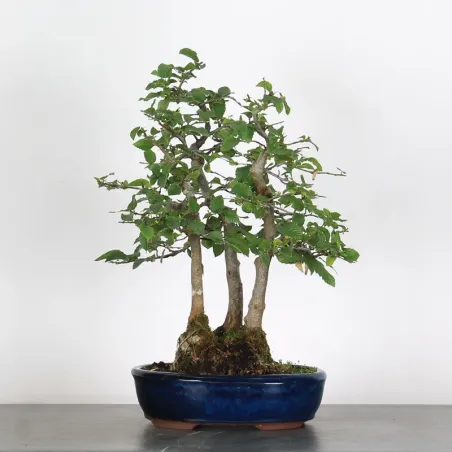 Bonsai Charmes Forêt CHF-1-1