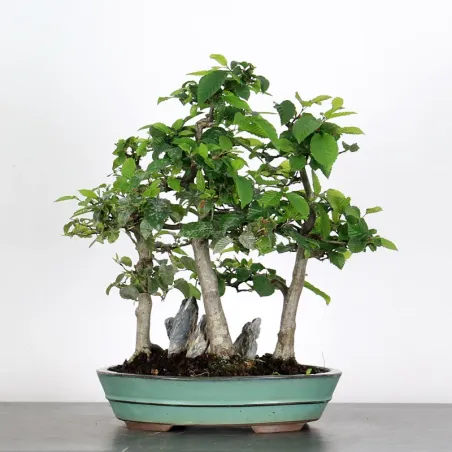 image supplémentaire - CHARME FORET "Carpinus" 1-2