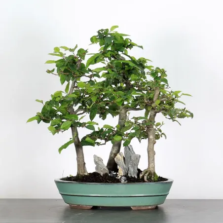 Bonsai Charmes Forêt CHF-1-2