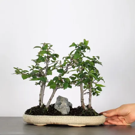 image supplémentaire - CHARME FORET "Carpinus" 1-5
