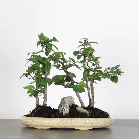 Bonsai Charmes Forêt CHF-1-5