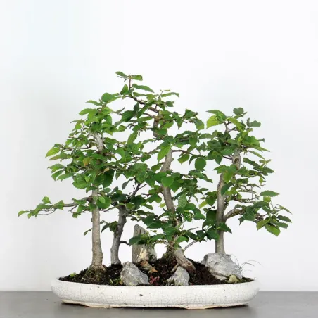 Bonsai Charmes Forêt CHF-1-6
