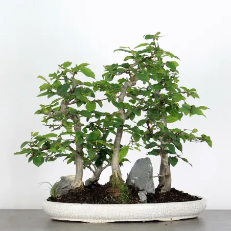 image supplémentaire - CHARME FORET "Carpinus" 1-6