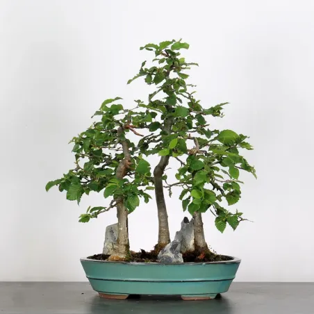 Bonsai Charmes Forêt CHF 1-7