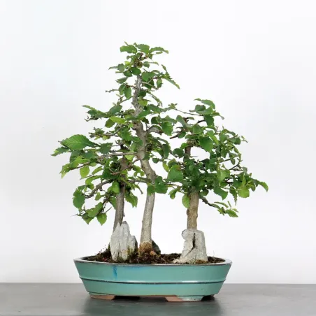 image supplémentaire - CHARME FORET "Carpinus" 1-7