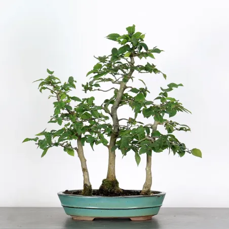 CHARME FORET "Carpinus" 1-8