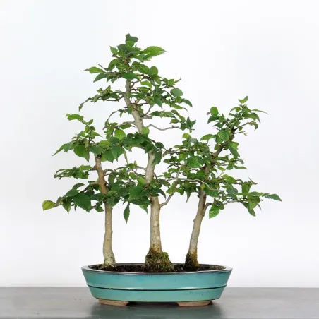 image supplémentaire - CHARME FORET "Carpinus" 1-8