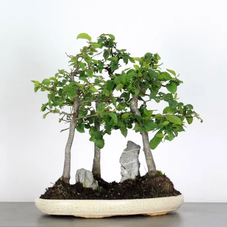 Bonsai Charmes Forêt CHF-1-9