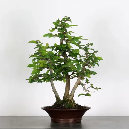 Bonsai Charmes Forêt CH-1-11