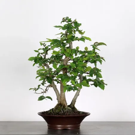 image supplémentaire - CHARME FORET "Carpinus" 1-11