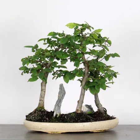 image supplémentaire - CHARME FORET "Carpinus" 1-12
