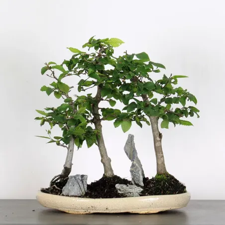 Bonsai Charmes Forêt CH-1-12