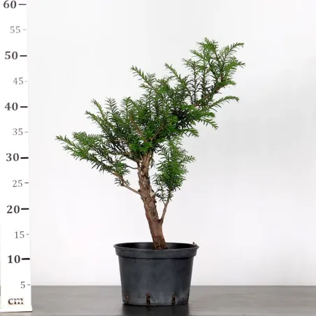 image supplémentaire - YEW "TAXUS BACCATA" 1-1