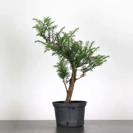 YEW "TAXUS BACCATA" 1-1