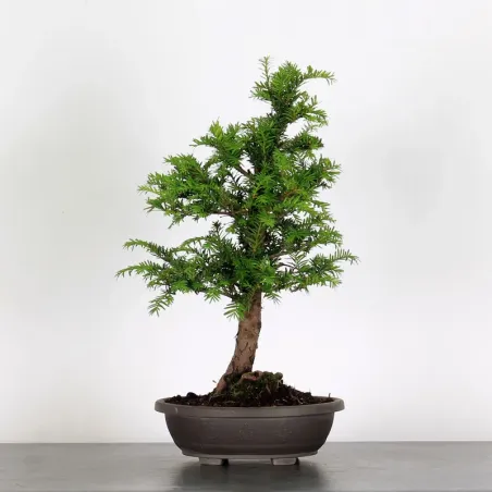 IF "Taxus baccata" 1-2