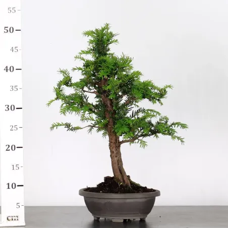image supplémentaire - IF "Taxus baccata" 1-2