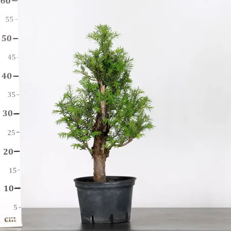 image supplémentaire - IF "Taxus baccata" 1-3