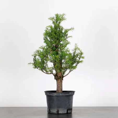 IF "Taxus baccata" 1-3