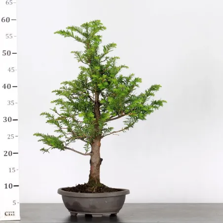 image supplémentaire - IF "Taxus baccata" 1-4