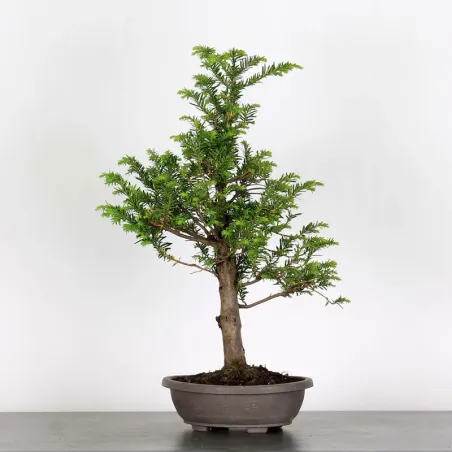 YEW "TAXUS BACCATA" 1-4