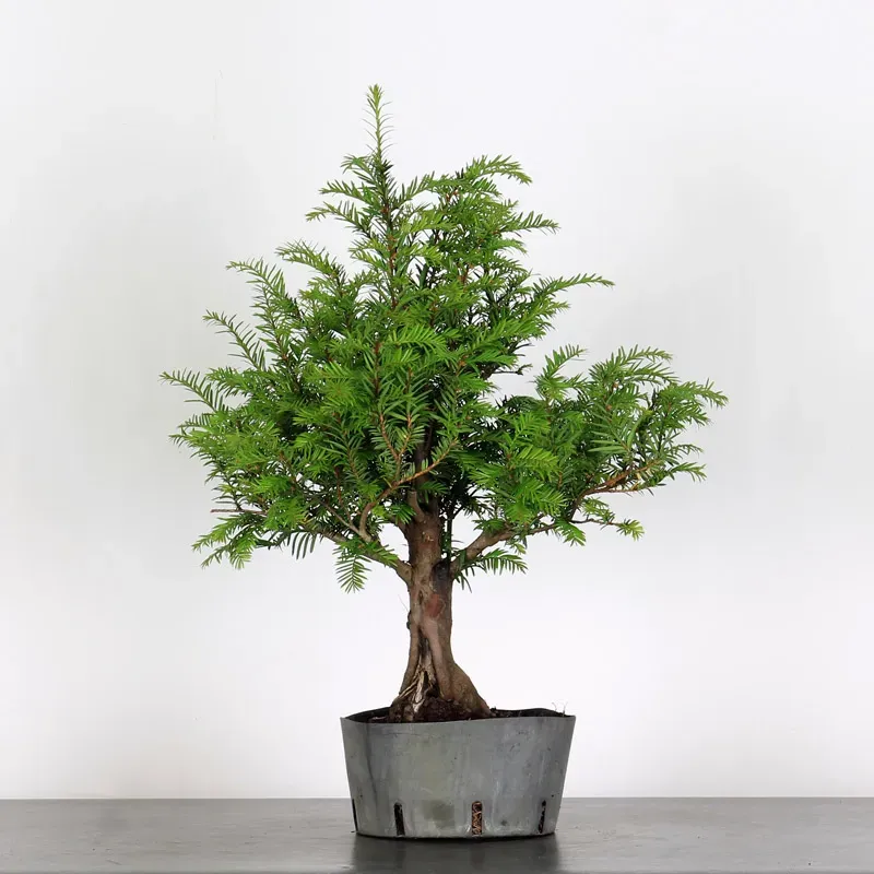 YEW "TAXUS BACCATA" 1-5