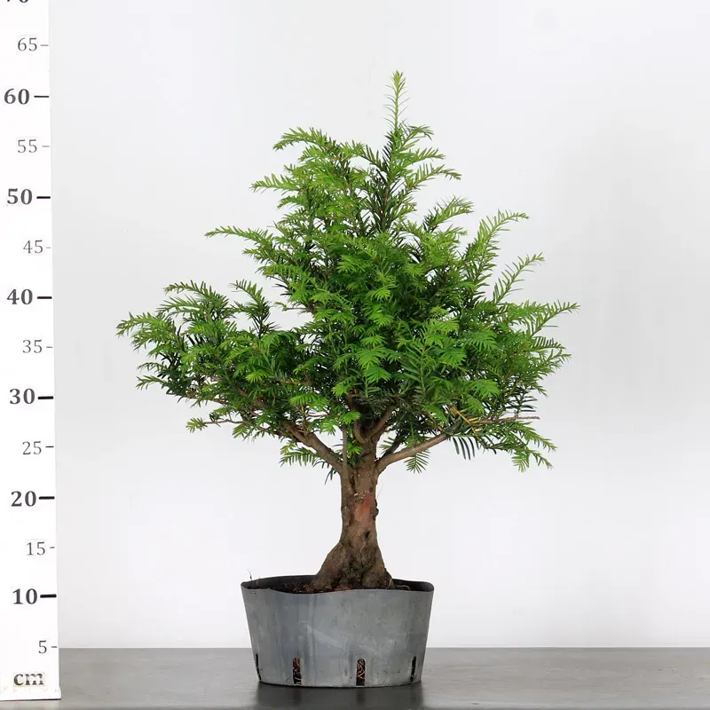 image supplémentaire - YEW "TAXUS BACCATA" 1-5