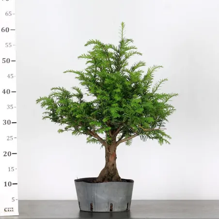 image supplémentaire - YEW "TAXUS BACCATA" 1-5