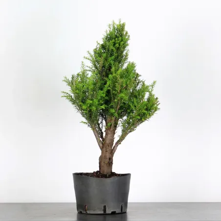 IF "TAXUS BACCATA" 1-6